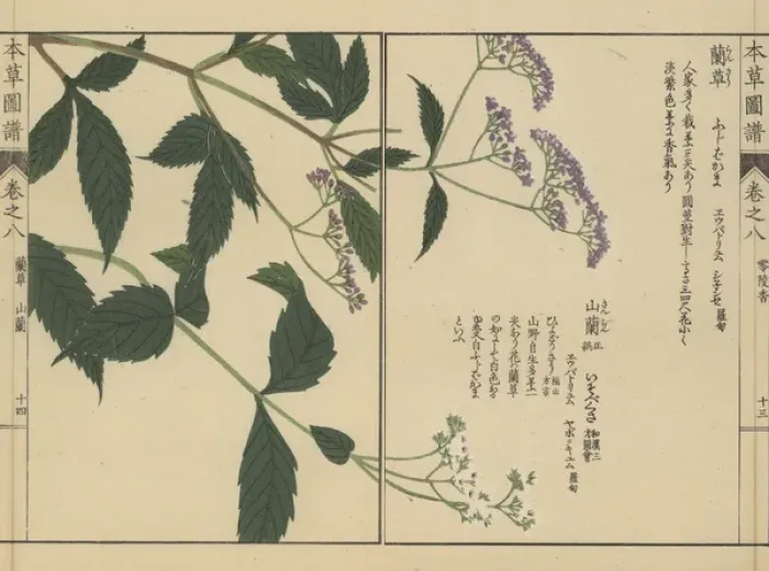 Framed Print : Chinese, Japanese and Sakhalin snakeroot Framed Print : Chinese, Japanese and Sakhalin snakeroot