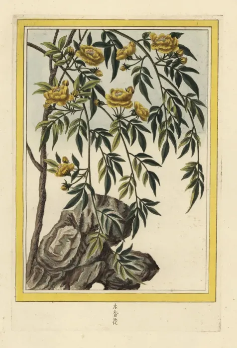 Framed Print : Chinese jasmine with double yellow flowers Framed Print : Chinese jasmine with double yellow flowers