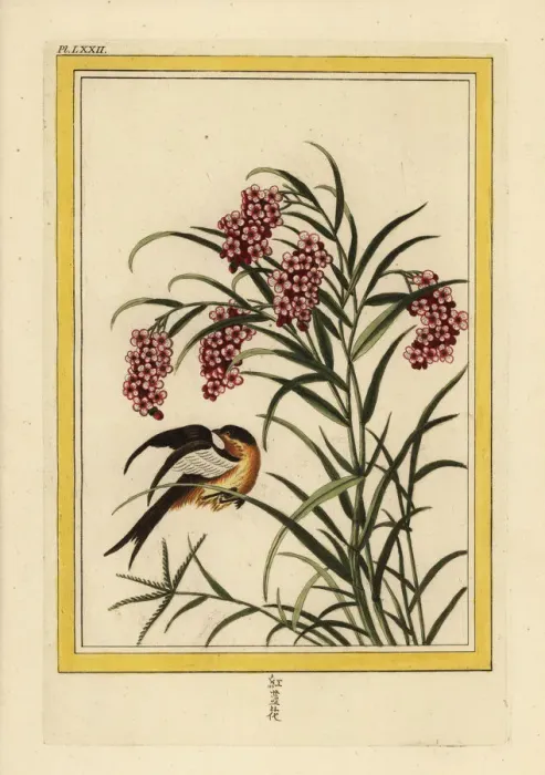 Framed Print : Chinese knotweed, Persicaria species Framed Print : Chinese knotweed, Persicaria species