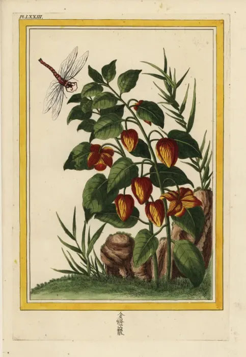 Framed Print : Chinese lantern, Physalis alkekengi Framed Print : Chinese lantern, Physalis alkekengi
