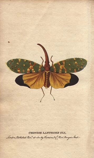 Chinese lanthorn fly or lantern fly, Pyrops candelarius