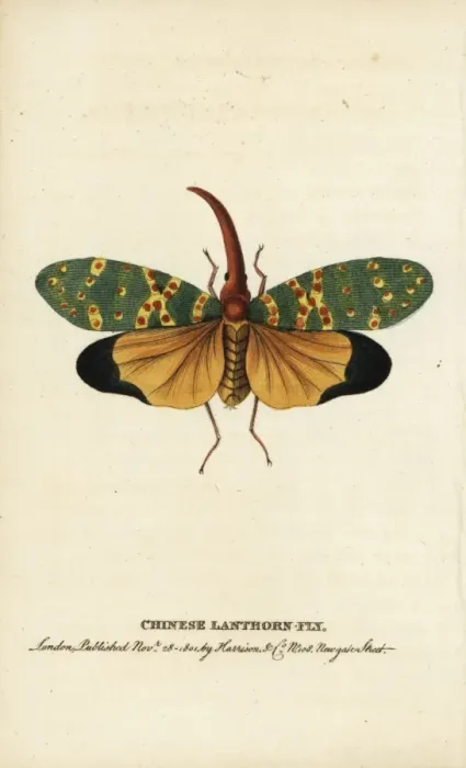 Framed Print : Chinese lanthorn fly, Pyrops candelarius Framed Print : Chinese lanthorn fly, Pyrops candelarius