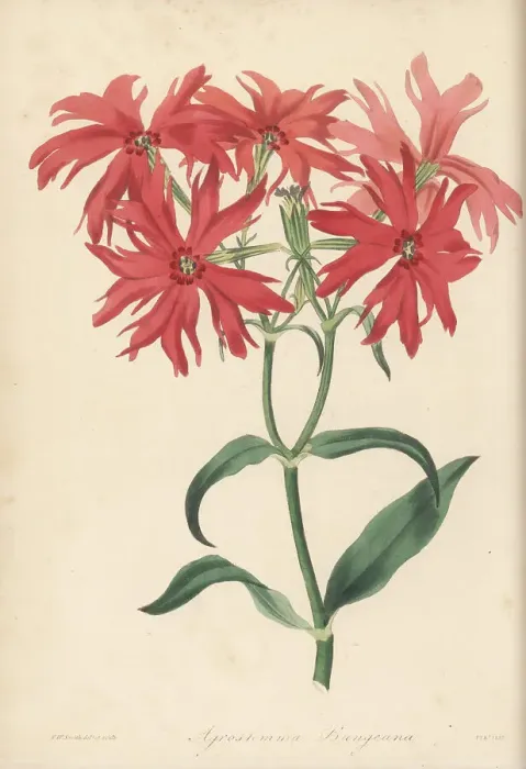 Framed Print : Chinese lychnis or jian chun luo, Lychnis senno Framed Print : Chinese lychnis or jian chun luo, Lychnis senno