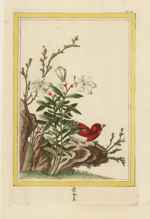 Framed Print : Chinese magnolia or dwarf magnolia, Magnolia nana Framed Print : Chinese magnolia or dwarf magnolia, Magnolia nana