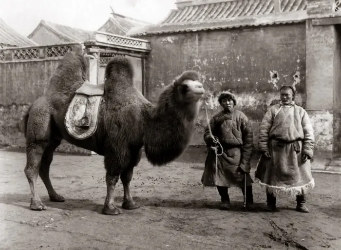 Framed Print : Two Chinese men and a camel, proably Peking, China circa 188 Framed Print : Two Chinese men and a camel, proably Peking, China circa 188