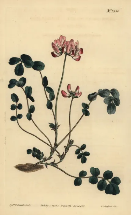 Framed Print : Chinese milkvetch, Astragalus sinicus Framed Print : Chinese milkvetch, Astragalus sinicus