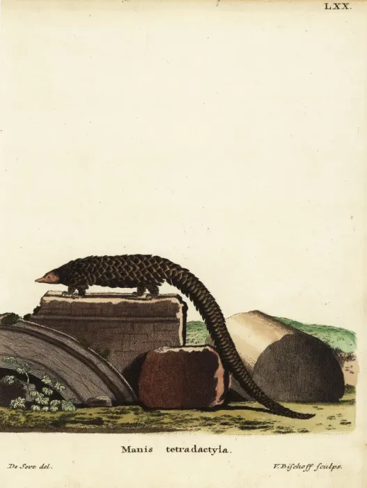 Framed Print : Chinese pangolin, Manis pentadactyla. Critically endangered Framed Print : Chinese pangolin, Manis pentadactyla. Critically endangered