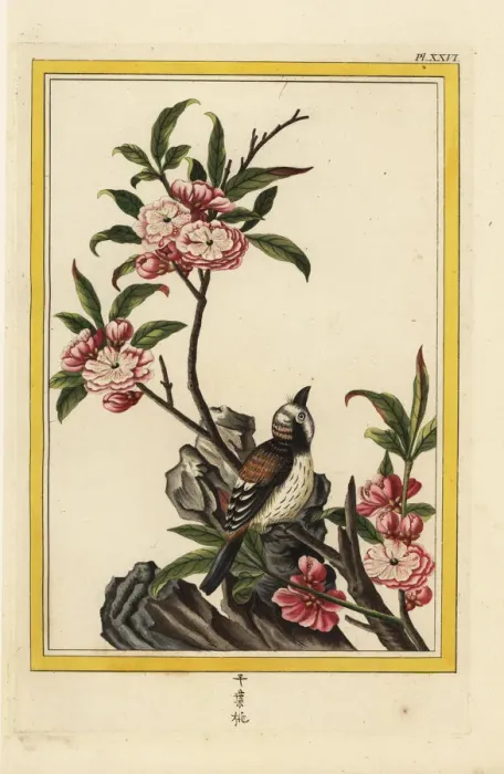 Framed Print : Chinese peach blossom, Prunus persica Framed Print : Chinese peach blossom, Prunus persica