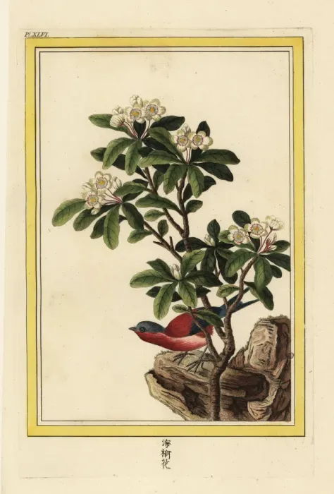 Framed Print : Chinese pear tree in blossom, Pyrus pyrifolia Framed Print : Chinese pear tree in blossom, Pyrus pyrifolia