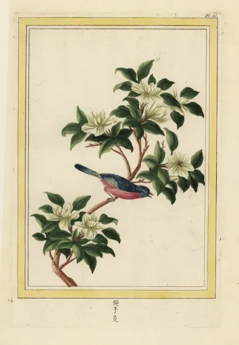 Framed Print : Chinese pear tree in blossom, Pyrus pyrifolia Framed Print : Chinese pear tree in blossom, Pyrus pyrifolia