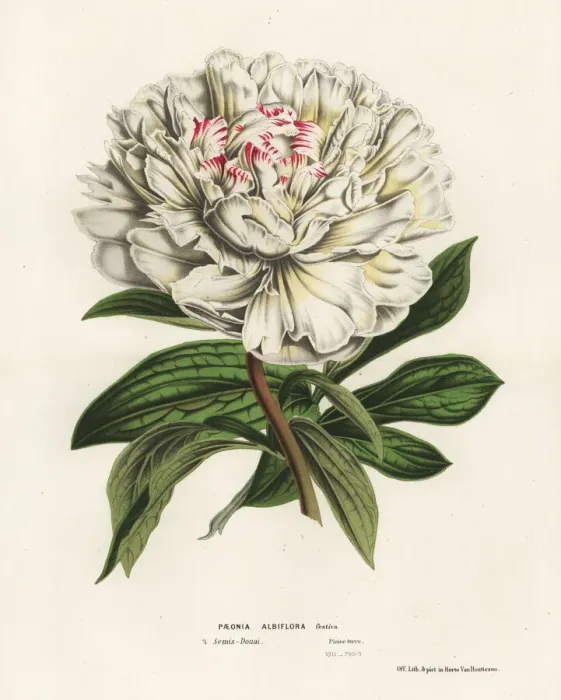 Framed Print : Chinese peony, Paeonia lactiflora Framed Print : Chinese peony, Paeonia lactiflora
