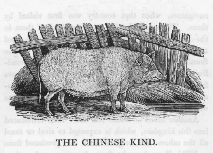 Framed Print : Chinese Pig (Bewick) Framed Print : Chinese Pig (Bewick)