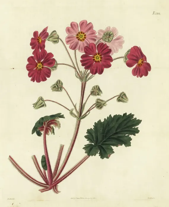 Framed Print : Chinese primrose, Primula sinensis Framed Print : Chinese primrose, Primula sinensis