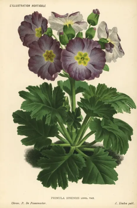 Framed Print : Chinese primrose, Primula sinensis var Framed Print : Chinese primrose, Primula sinensis var