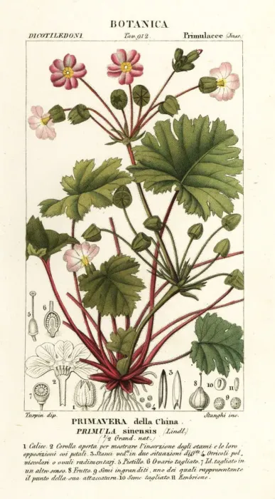 Framed Print : Chinese primrose, Primulidium sinense Framed Print : Chinese primrose, Primulidium sinense