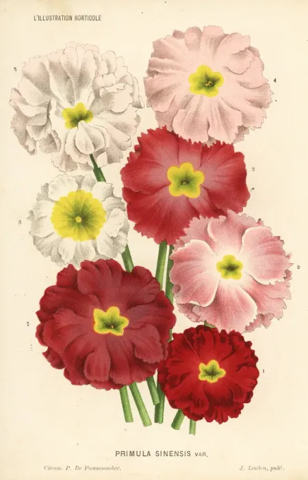 Framed Print : Chinese primrose varieties, Primula sinensis Framed Print : Chinese primrose varieties, Primula sinensis