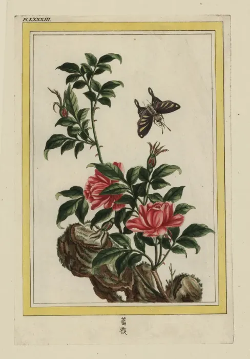 Framed Print : Chinese rose, Rosa species Framed Print : Chinese rose, Rosa species