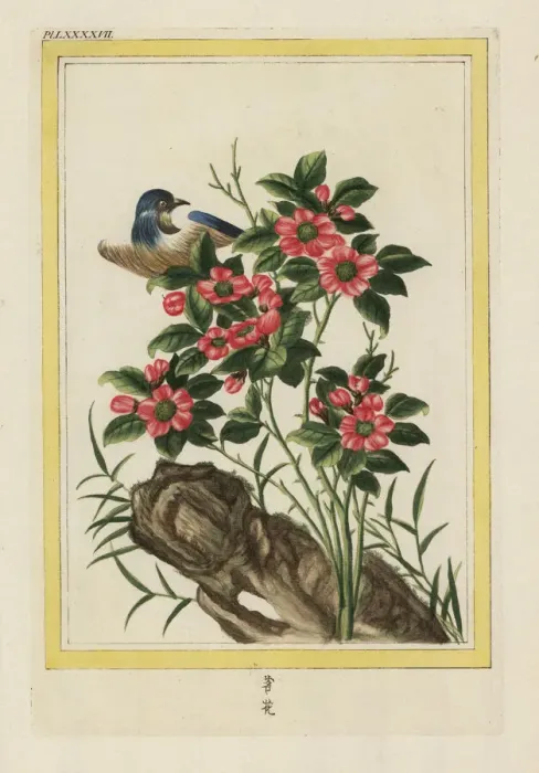 Framed Print : Chinese rose, Rosa species Framed Print : Chinese rose, Rosa species