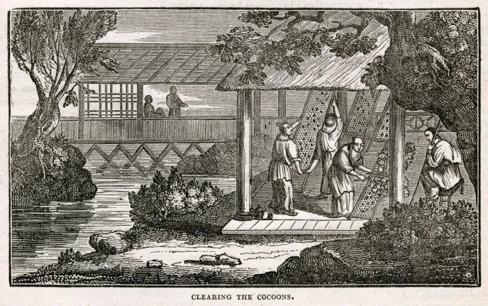 Framed Print : Chinese silk - cleaning the cocoons Framed Print : Chinese silk - cleaning the cocoons