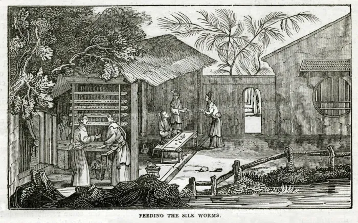 Framed Print : Chinese silk - feeding the silk worms Framed Print : Chinese silk - feeding the silk worms