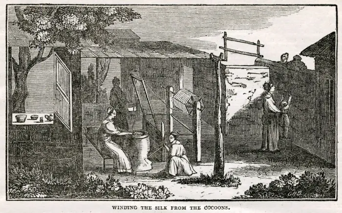 Framed Print : Chinese silk - winding from the cocoons Framed Print : Chinese silk - winding from the cocoons