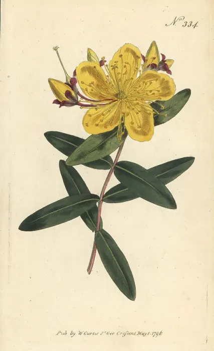 Framed Print : Chinese St. John's-wort, Hypericum monogynum Framed Print : Chinese St. John's-wort, Hypericum monogynum