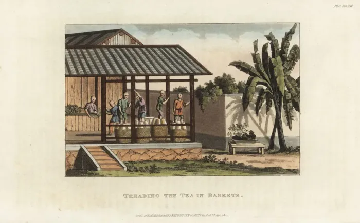 Framed Print : Chinese tea farmers treading tea leaves in baskets Framed Print : Chinese tea farmers treading tea leaves in baskets
