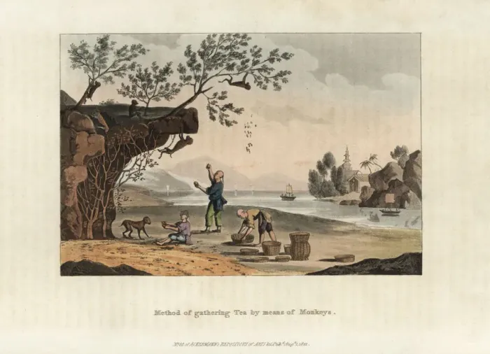 Framed Print : Chinese tea farmers using monkeys to gather tea leaves Framed Print : Chinese tea farmers using monkeys to gather tea leaves