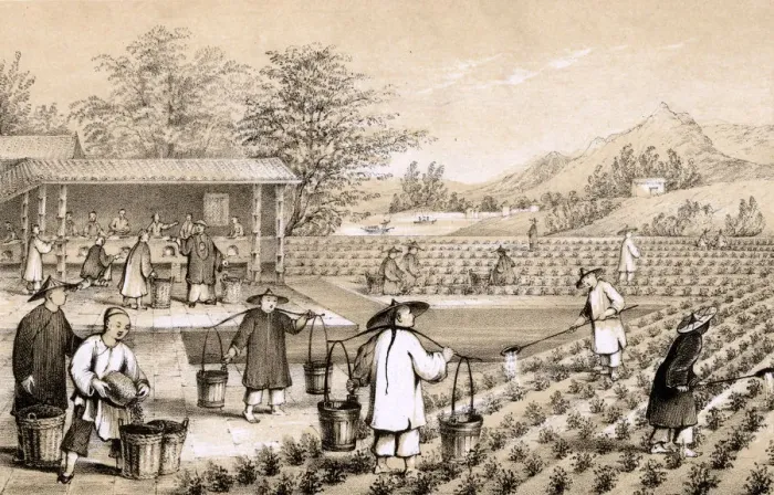 Framed Print : Chinese tea industry Framed Print : Chinese tea industry