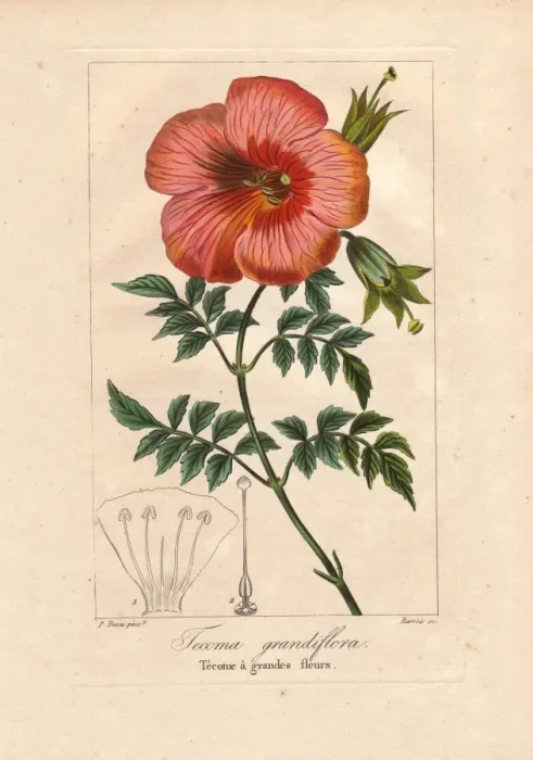 Framed Print : Chinese trumpet vine, Campsis grandiflora Framed Print : Chinese trumpet vine, Campsis grandiflora