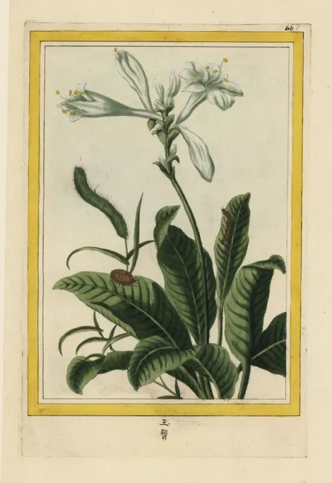 Framed Print : Chinese tuberose, Polianthes tuberosa Framed Print : Chinese tuberose, Polianthes tuberosa