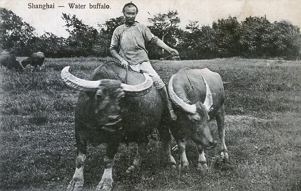 Chinese Water Buffalo - Shanghai