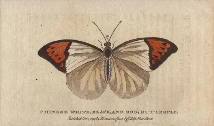 Framed Print : Chinese white, black and red butterfly Framed Print : Chinese white, black and red butterfly