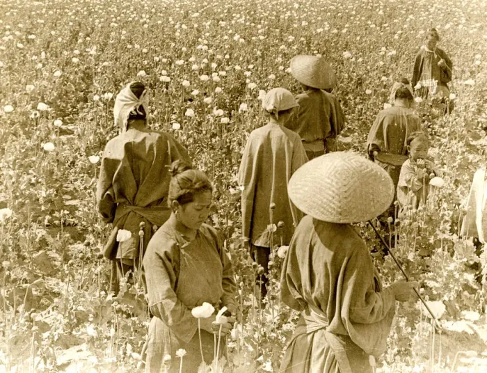 Framed Print : Chinese workers picking poppies for opium Framed Print : Chinese workers picking poppies for opium