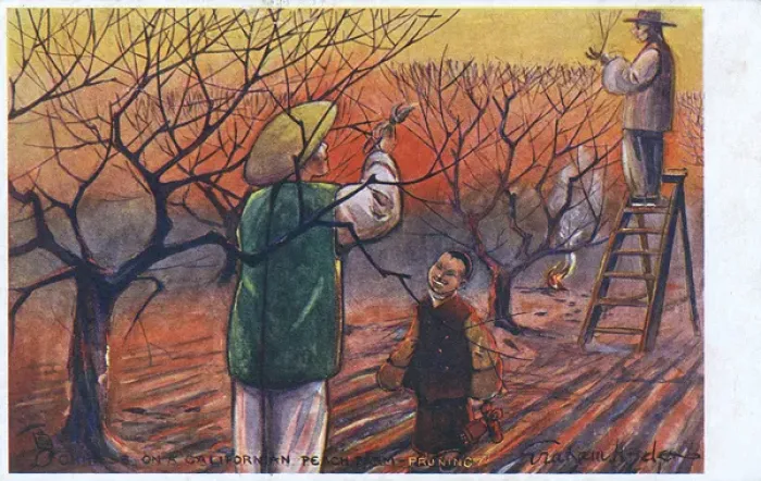 Framed Print : Chinese workers pruning trees, California, USA Framed Print : Chinese workers pruning trees, California, USA