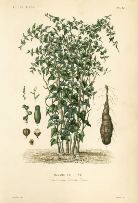 Framed Print : Chinese yam or cinnamon-vine, Dioscorea polystachya Framed Print : Chinese yam or cinnamon-vine, Dioscorea polystachya