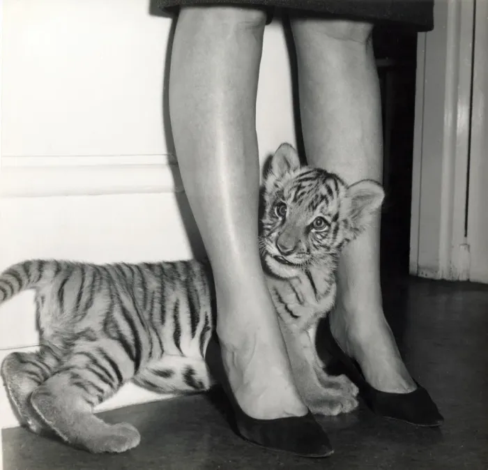 Framed Print : Chipperfields Circus - Tiger - Kumar Framed Print : Chipperfields Circus - Tiger - Kumar