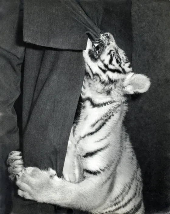 Framed Print : Chipperfields Circus - Tiger - Kumar Framed Print : Chipperfields Circus - Tiger - Kumar