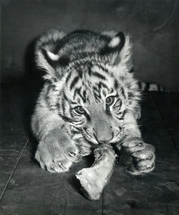 Framed Print : Chipperfields Circus - Tiger - Kumar Framed Print : Chipperfields Circus - Tiger - Kumar