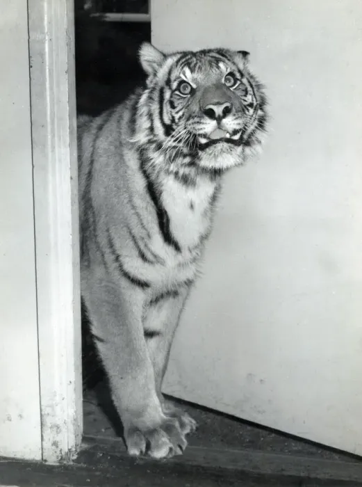Framed Print : Chipperfields Circus - Tiger - Kumar Framed Print : Chipperfields Circus - Tiger - Kumar