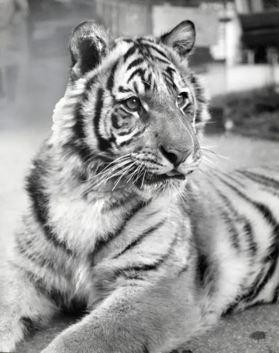 Framed Print : Chipperfields Circus - Tiger - Kumar Framed Print : Chipperfields Circus - Tiger - Kumar