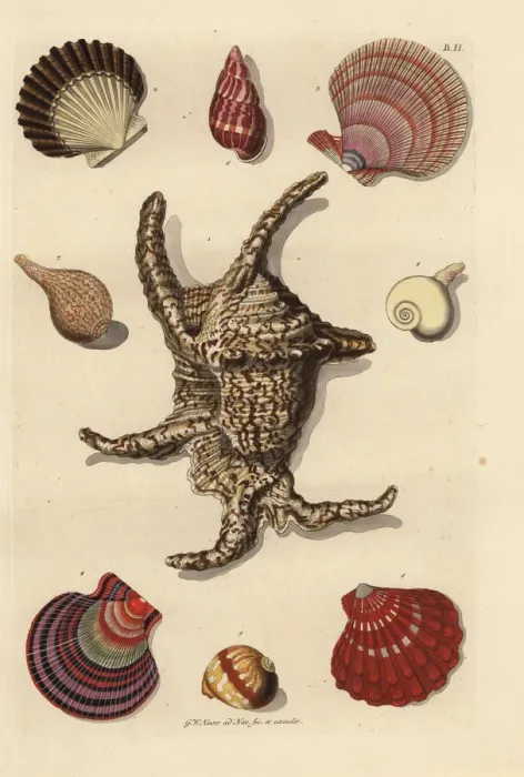 Framed Print : Chiragra spider conch, scallop, whelk, sea snail, etc Framed Print : Chiragra spider conch, scallop, whelk, sea snail, etc