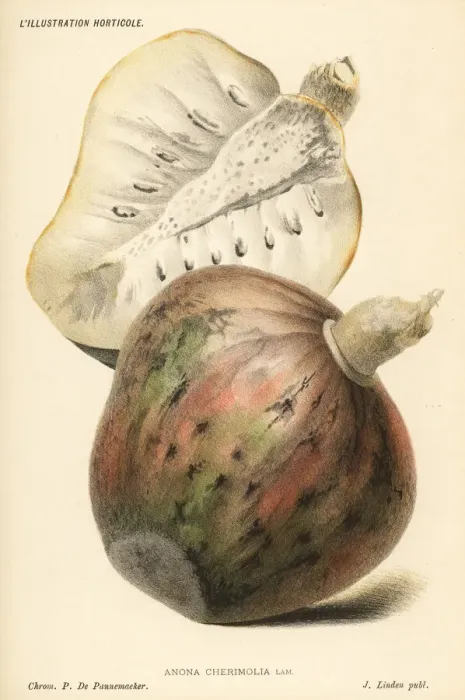 Framed Print : Chirimuya fruit, Annona cherimola Framed Print : Chirimuya fruit, Annona cherimola