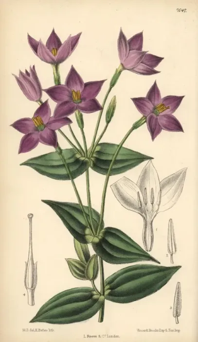 Framed Print : Chironia peduncularis, purple flower native to South Africa Framed Print : Chironia peduncularis, purple flower native to South Africa