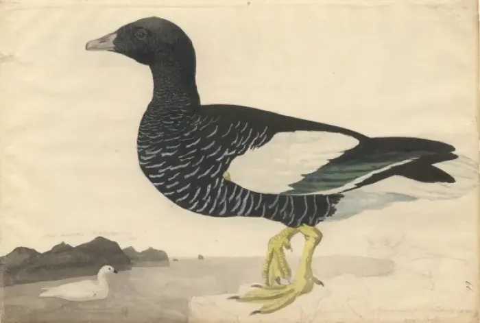 Framed Print : Chleophaga hybrida, kelp goose Framed Print : Chleophaga hybrida, kelp goose