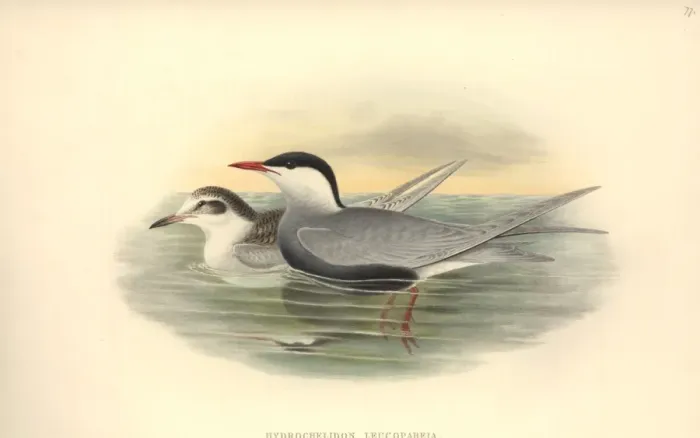 Framed Print : Chlidonias hybrida, whiskered tern Framed Print : Chlidonias hybrida, whiskered tern