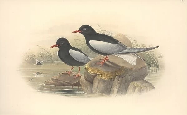 Chlidonias leucopterus, white-winged black tern