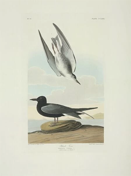 Chlidonias niger, black tern