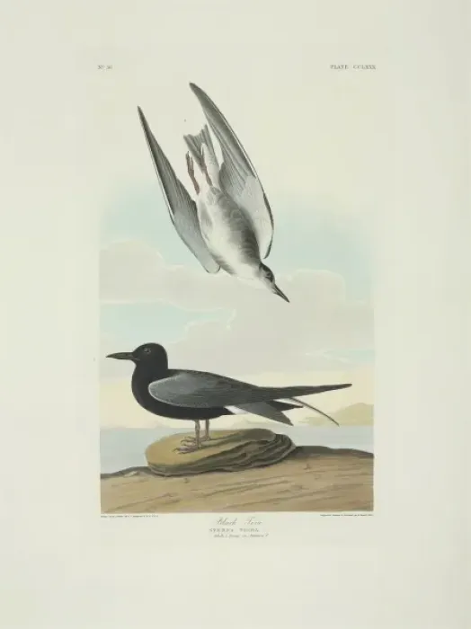 Framed Print : Chlidonias niger, black tern Framed Print : Chlidonias niger, black tern