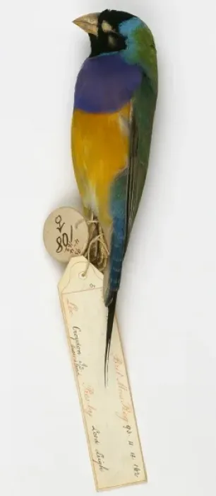 Framed Print : Chloebia gouldiae, Gouldian finch Framed Print : Chloebia gouldiae, Gouldian finch
